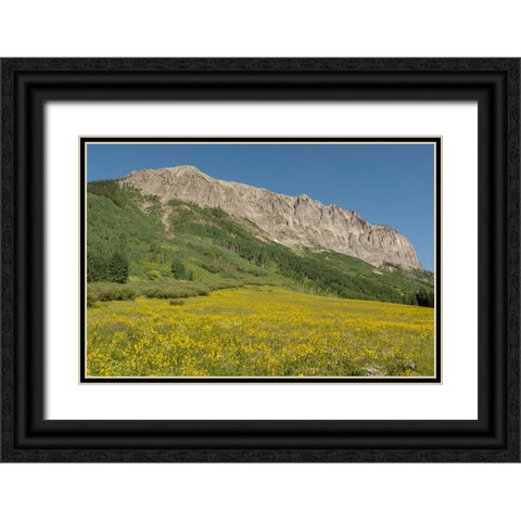 USA-Colorado-Gunnison National Forest Mule-ears flowers in field below Gothic Mountain Black Ornate Wood Framed Art Print with Double Matting by Jaynes Gallery