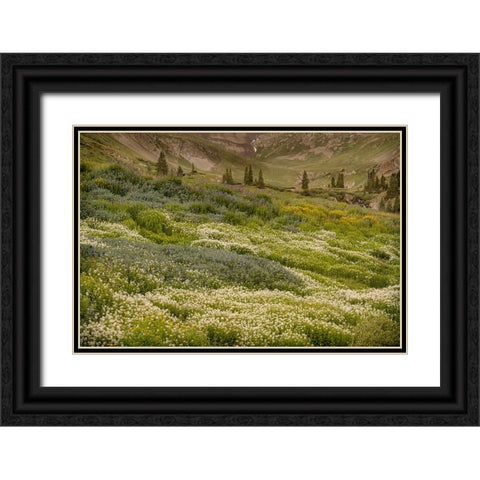 USA-Colorado-American Basin Wildflowers in mountain meadow Black Ornate Wood Framed Art Print with Double Matting by Jaynes Gallery