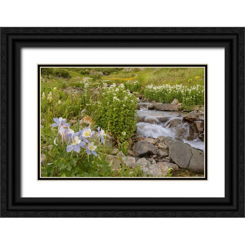 USA-Colorado Mountain wildflowers and stream Black Ornate Wood Framed Art Print with Double Matting by Jaynes Gallery