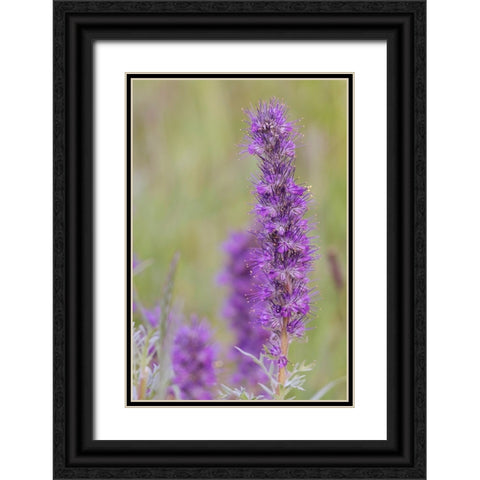 USA-Colorado-Gunnison National Forest Purple fringe flower close-up Black Ornate Wood Framed Art Print with Double Matting by Jaynes Gallery