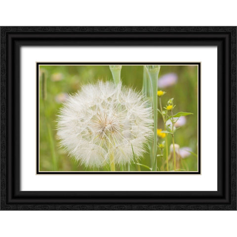 USA-Colorado-Gunnison National Forest Western salsify seedhead close-up Black Ornate Wood Framed Art Print with Double Matting by Jaynes Gallery
