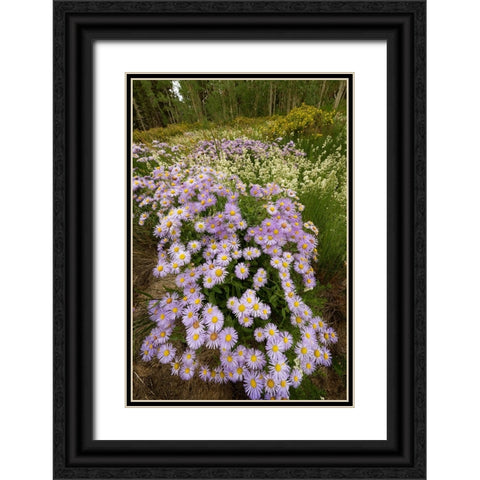 USA-Colorado-San Juan Mountains Wildflowers in meadow Black Ornate Wood Framed Art Print with Double Matting by Jaynes Gallery