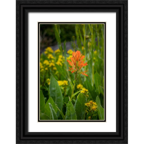 USA-Colorado-Uncompahgre National Forest Indian paintbrush flower close-up Black Ornate Wood Framed Art Print with Double Matting by Jaynes Gallery