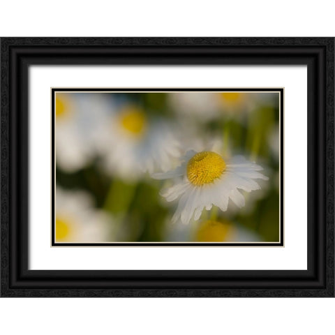 USA-Colorado-Gunnison National Forest Wild chamomile flower abstract Black Ornate Wood Framed Art Print with Double Matting by Jaynes Gallery