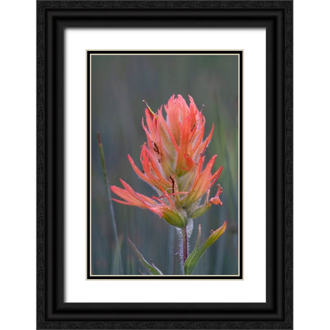 USA-Colorado-Uncompahgre National Forest Indian paintbrush flower close-up Black Ornate Wood Framed Art Print with Double Matting by Jaynes Gallery