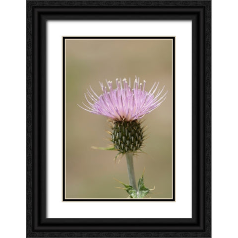 USA-Colorado-San Juan Mountains Thistle flower close-up Black Ornate Wood Framed Art Print with Double Matting by Jaynes Gallery