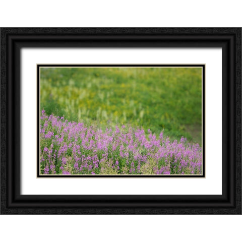 USA-Colorado-Gunnison National Forest Fireweeds in mountain meadow Black Ornate Wood Framed Art Print with Double Matting by Jaynes Gallery