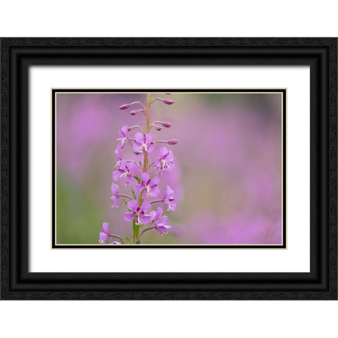 USA-Colorado-Gunnison National Forest Fireweed flowers close-up Black Ornate Wood Framed Art Print with Double Matting by Jaynes Gallery