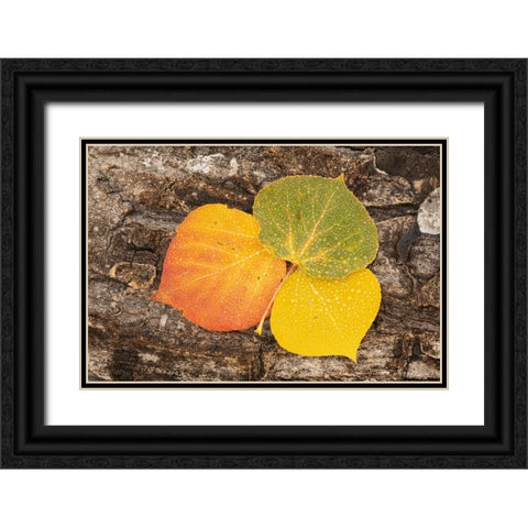 USA-Colorado-Uncompahgre National Forest Wet aspen leaves on log Black Ornate Wood Framed Art Print with Double Matting by Jaynes Gallery