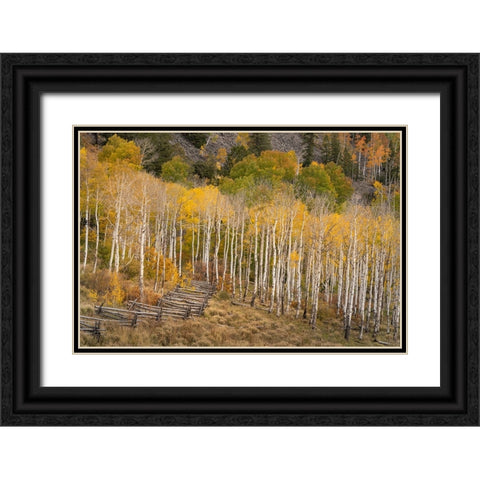 USA-Colorado-Uncompahgre National Forest Autumn aspen trees and split-rail fence Black Ornate Wood Framed Art Print with Double Matting by Jaynes Gallery