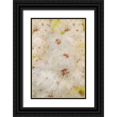 USA-Colorado-Uncompahgre National Forest Seedheads of clematis plant Black Ornate Wood Framed Art Print with Double Matting by Jaynes Gallery