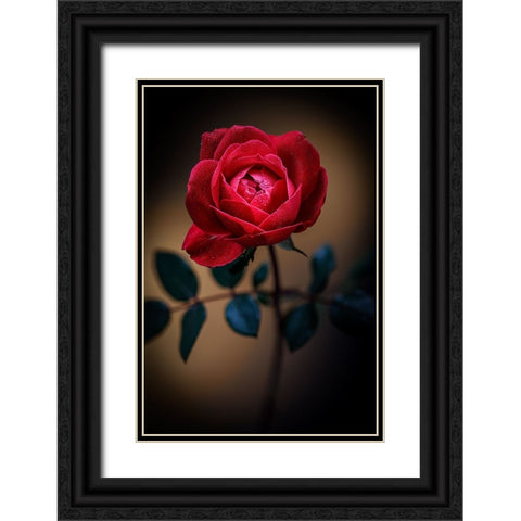USA-Colorado-Loveland Rose close-up Black Ornate Wood Framed Art Print with Double Matting by Jaynes Gallery