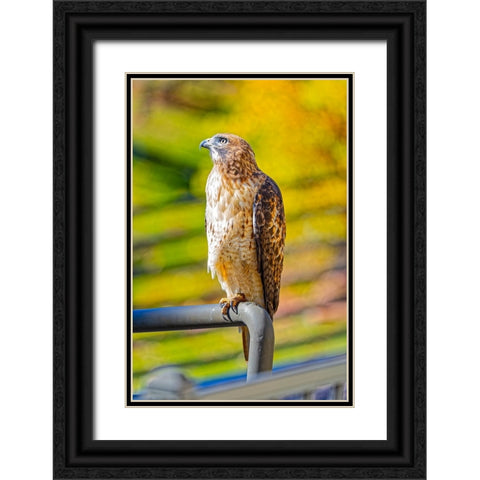 USA-Colorado-Fort Collins Red-tailed hawk close-up Black Ornate Wood Framed Art Print with Double Matting by Jaynes Gallery