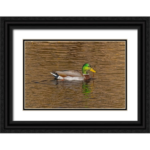 USA-Colorado-Loveland Mallard duck male swimming in lake Black Ornate Wood Framed Art Print with Double Matting by Jaynes Gallery