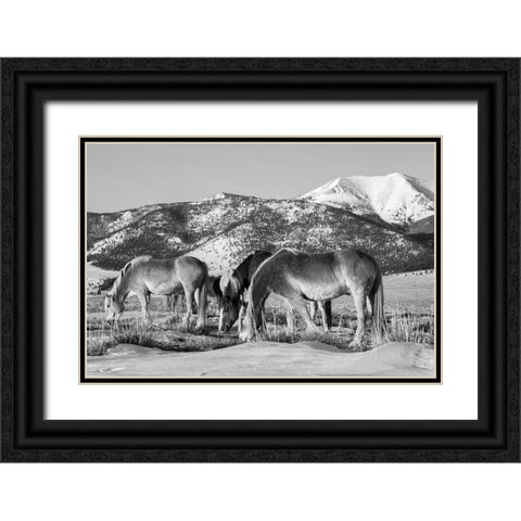 USA-Colorado-Westcliffe Music Meadows Ranch Herd of horses with Rocky Mountains in the distance Black Ornate Wood Framed Art Print with Double Matting by Hopkins, Cindy Miller