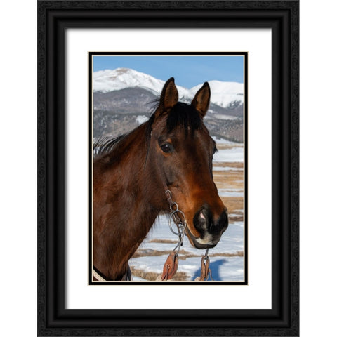USA-Colorado-Westcliffe Music Meadows Ranch Bay ranch horse Black Ornate Wood Framed Art Print with Double Matting by Hopkins, Cindy Miller