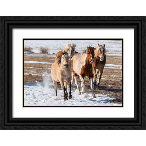 USA-Colorado-Westcliffe Music Meadows Ranch Herd of mixed breed horses running in the snow Black Ornate Wood Framed Art Print with Double Matting by Hopkins, Cindy Miller