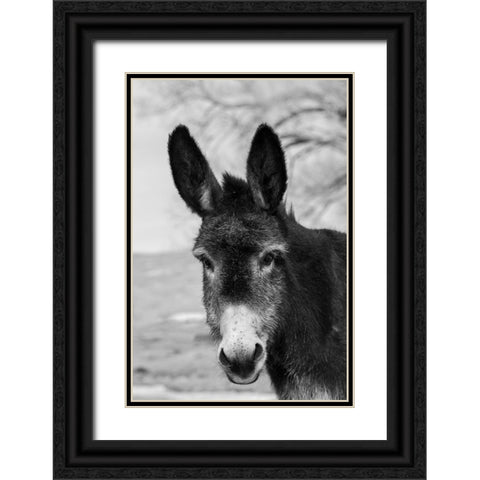 USA-Colorado-Westcliffe Music Meadows Ranch Cute old ranch donkey-face detail Black Ornate Wood Framed Art Print with Double Matting by Hopkins, Cindy Miller