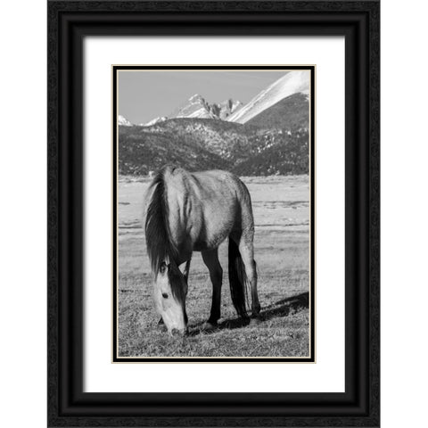 USA-Colorado-Westcliffe Music Meadows Ranch Buckskin horse with Rocky Mountains in the distance Black Ornate Wood Framed Art Print with Double Matting by Hopkins, Cindy Miller