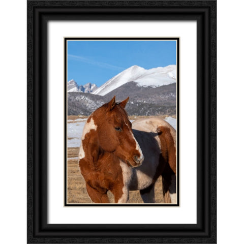 USA-Colorado-Westcliffe Music Meadows Ranch Paint horse with Rocky Mountains in the distance Black Ornate Wood Framed Art Print with Double Matting by Hopkins, Cindy Miller