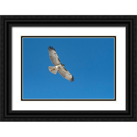 Hawk flying Black Ornate Wood Framed Art Print with Double Matting by Theodore, George and Marilu