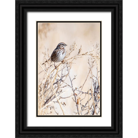 USA-Sparrow Black Ornate Wood Framed Art Print with Double Matting by Theodore, George and Marilu