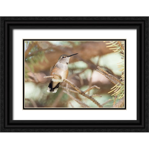 Hummingbird Black Ornate Wood Framed Art Print with Double Matting by Theodore, George and Marilu