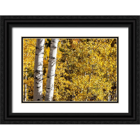 Aspen trees in autumn Black Ornate Wood Framed Art Print with Double Matting by Ostrowitz, Mallorie