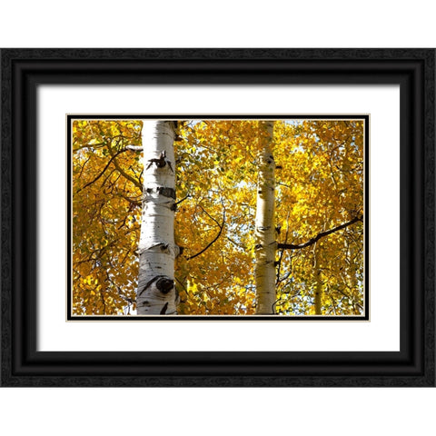 Aspen trees in autumn-Blake Trail-Colorado Black Ornate Wood Framed Art Print with Double Matting by Ostrowitz, Mallorie