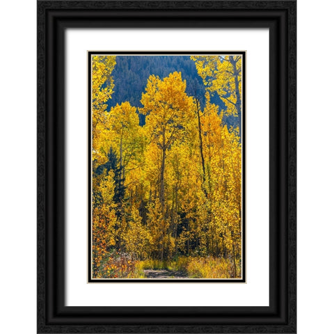 Grouping of aspen trees on a trail-Colorado Black Ornate Wood Framed Art Print with Double Matting by Ostrowitz, Mallorie