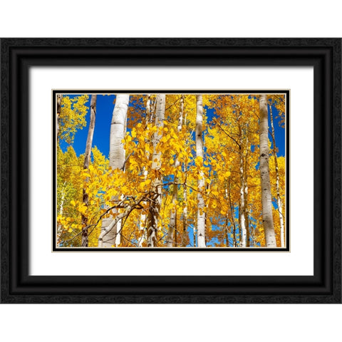 Aspen trees in autumn turning goldin Snowmass Black Ornate Wood Framed Art Print with Double Matting by Ostrowitz, Mallorie