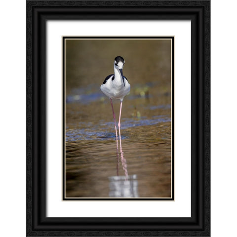 Black-necked stilt-Myakka River State Park-Florida Black Ornate Wood Framed Art Print with Double Matting by Jones, Adam