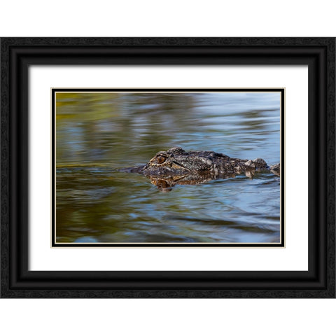 American alligator from eye level with water-Myakka River State Park-Florida Black Ornate Wood Framed Art Print with Double Matting by Jones, Adam