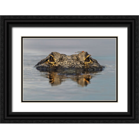 American alligator from eye level with water-Myakka River State Park-Florida Black Ornate Wood Framed Art Print with Double Matting by Jones, Adam