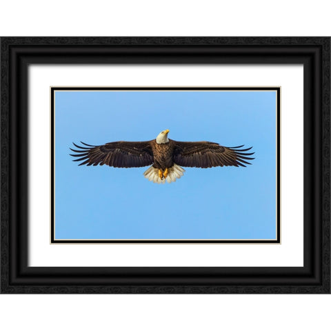 Bald eagle flying-Florida Black Ornate Wood Framed Art Print with Double Matting by Jones, Adam