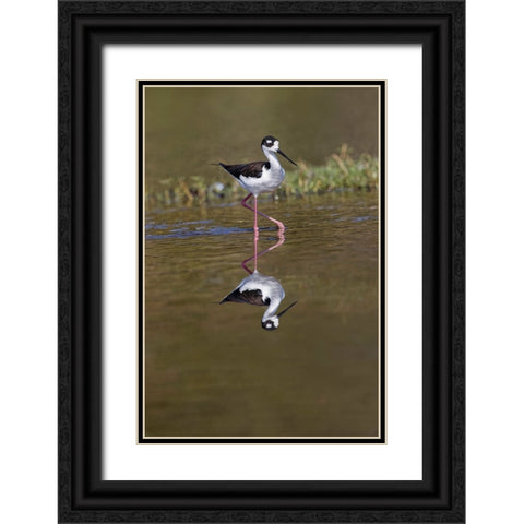 Black-necked stilt-Myakka River State Park-Florida Black Ornate Wood Framed Art Print with Double Matting by Jones, Adam