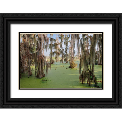 Cypress trees draped in Spanish moss-Circle B Ranch-Polk County-Florida Black Ornate Wood Framed Art Print with Double Matting by Jones, Adam
