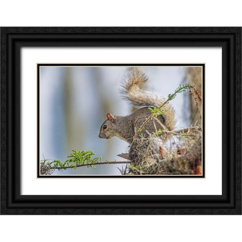 Eastern gray squirrel-Circle B Ranch-Florida Black Ornate Wood Framed Art Print with Double Matting by Jones, Adam