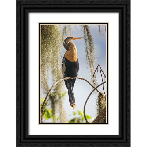 Female Anhinga Circle B Ranch-Florida Black Ornate Wood Framed Art Print with Double Matting by Jones, Adam