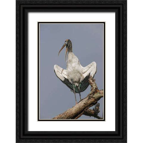 Wood stork-Circle B Ranch-Florida Black Ornate Wood Framed Art Print with Double Matting by Jones, Adam
