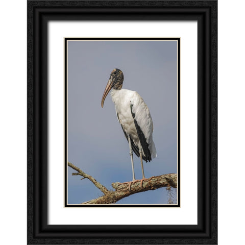 Wood stork-Circle B Ranch-Florida Black Ornate Wood Framed Art Print with Double Matting by Jones, Adam
