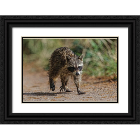 Raccoon walking-Circle B Ranch-Florida Black Ornate Wood Framed Art Print with Double Matting by Jones, Adam