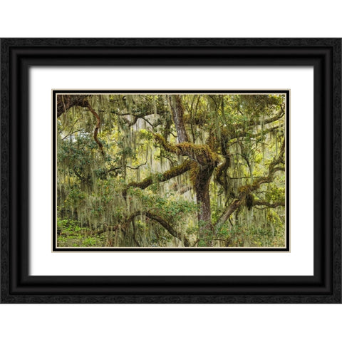 Live oak trees draped in Spanish moss-Polk County-Florida Black Ornate Wood Framed Art Print with Double Matting by Jones, Adam