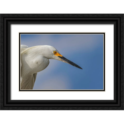 Snowy Egret-Florida Black Ornate Wood Framed Art Print with Double Matting by Jones, Adam