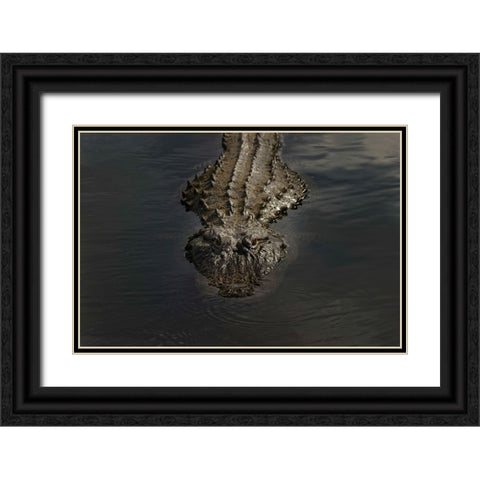 American alligator-Myakka River State Park-Florida Black Ornate Wood Framed Art Print with Double Matting by Jones, Adam