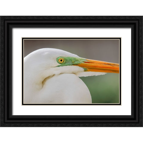 Great egret in breeding plumage-south Florida Black Ornate Wood Framed Art Print with Double Matting by Jones, Adam