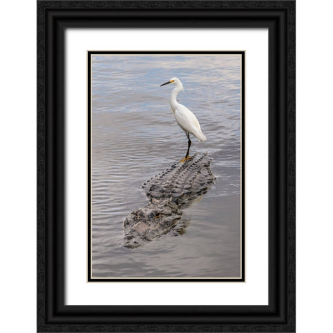 Snowy Egret riding on top of American alligator-Florida Black Ornate Wood Framed Art Print with Double Matting by Jones, Adam