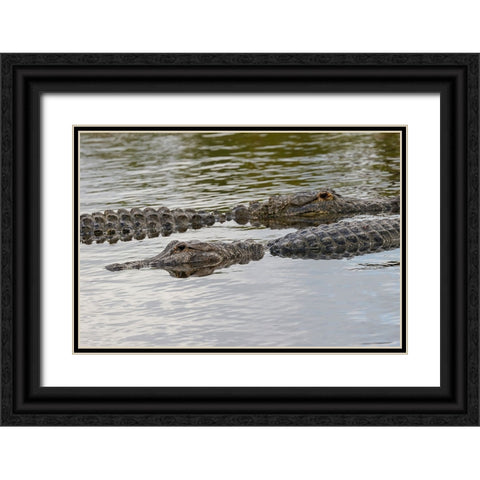 American alligators-Myakka River State Park-Florida Black Ornate Wood Framed Art Print with Double Matting by Jones, Adam