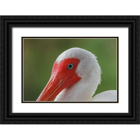American white ibis Myakka River State Park-Florida Black Ornate Wood Framed Art Print with Double Matting by Jones, Adam