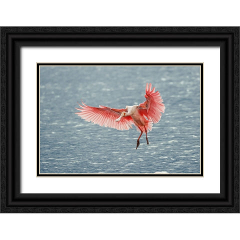 Roseate spoonbill landing-Merritt Island National Wildlife Refuge-Florida Black Ornate Wood Framed Art Print with Double Matting by Jones, Adam